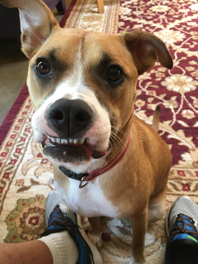 2 This is Spot's sister, Bess