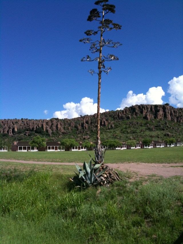 Century plant, Fort Davis, JMN, 2009. Photo. Copyright 2018 James Mansfield Nichols. All rights reserved.
