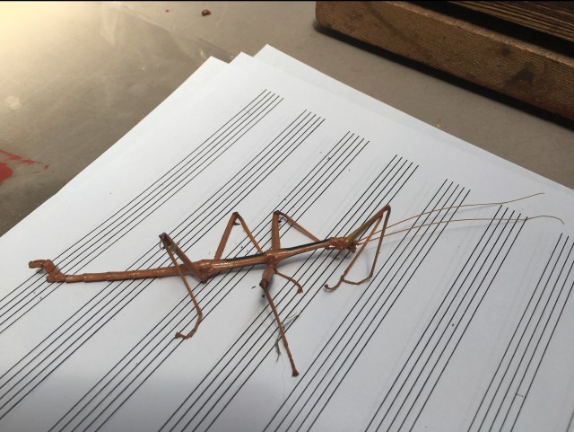 Walking Stick, JMN, photo. (C) 2018 James Mansfield Nichols. All rights reserved.