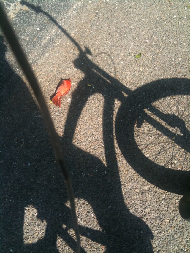 Selfie with dead bird