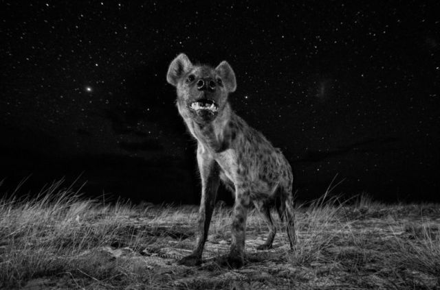 hyena